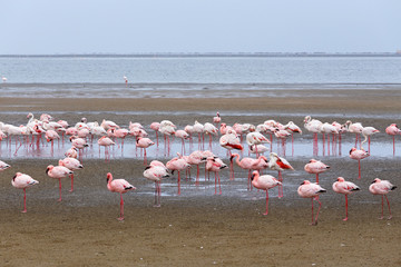 Rosy Flamingo colony in Walvis Bay Namibia