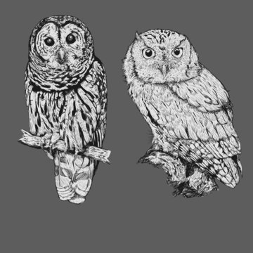 Realistic Line Drawing Of Two Owl Bird