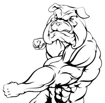 Tough bulldog character punching