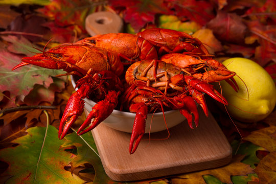 Crawfish on colorfull autumn leaves