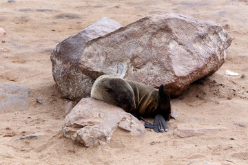 Small sea lion - Brown fur seal in Cape Cross, Namibia