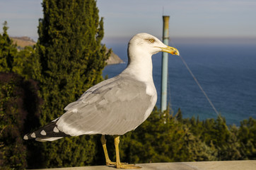 seagull