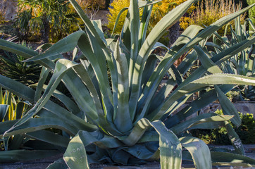 Agave park