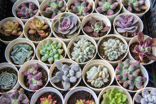 succulent plants