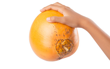 Young girls hands with Malayan Dwarf coconut over white 