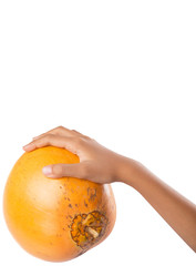 Young girls hands with Malayan Dwarf coconut over white 