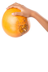 Young girls hands with Malayan Dwarf coconut over white 