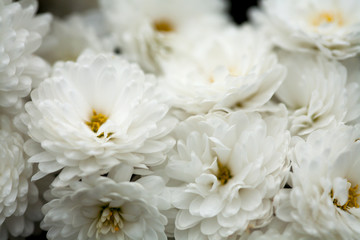 Fine art of close-up , flowers