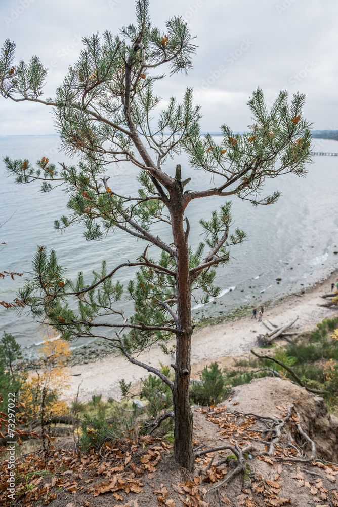 Wall mural Autumn in GdyniaKepa Redlowska cliff-like coastline in Gdynia, P