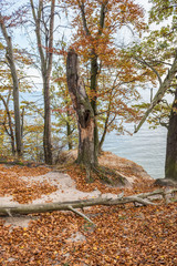 Obraz premium Autumn in GdyniaKepa Redlowska cliff-like coastline in Gdynia, P