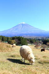 Fototapeta premium 富士山と牧場の羊