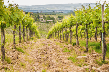 Fototapeta na wymiar Spring Tuscan vineyards around San Gimignano, Italy