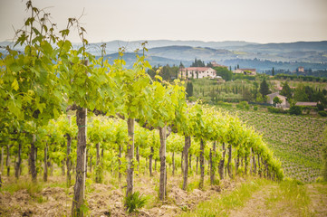 Fototapeta na wymiar Spring Tuscan vineyards around San Gimignano, Italy