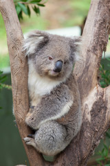 Portrait of Koala sitting on a branch
