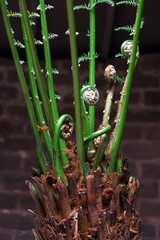 Rolled ferns close-up