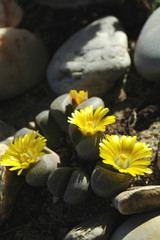 Fototapeta na wymiar Cactus jaune 7