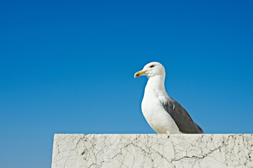 Seagull sitting on marble stone on blue sky