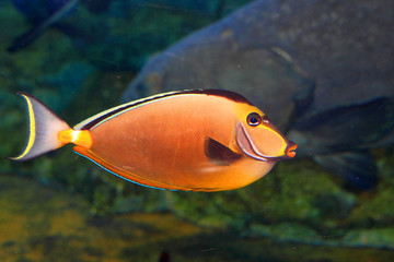 Fototapeta na wymiar Naso lituratus (Orangespine unicornfish) in Japan