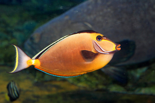 Naso lituratus (Orangespine unicornfish) in Japan
