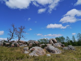 Dead tree and boulders in the valley near Cooma