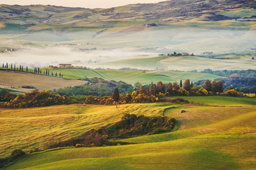 Tuscan olive trees and field in near farms, Italy