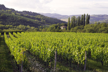 Fototapeta na wymiar Chianti region, Tuscany, panorama. Color image