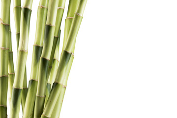 Fototapeta na wymiar Fresh bamboo