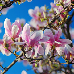 Magnolia soulangeana