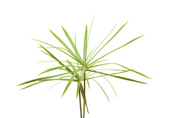 papyrus plant isolated on white