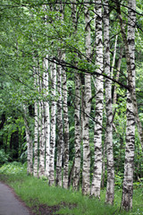road in the forest
