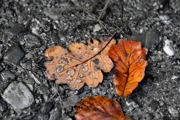 Eichenbl&auml;tter im Herbst