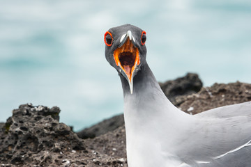 Swallow-tailed Gull on the Galapagos Islands