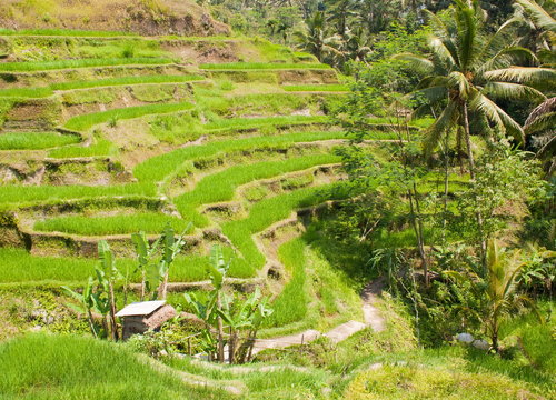 Rice terraces. The island of Bali. Indonesia.