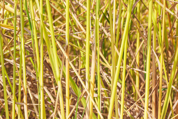 rice plant stems background