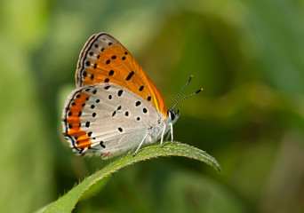 Fototapeta na wymiar Bronze Copper Butterfly