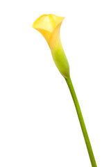 yellow calla
