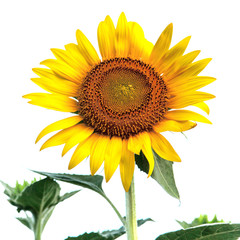 Obraz premium Sunflower