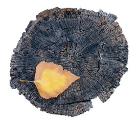 Single colorful leaf and old tree stump. Isolated on white