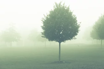 Foto op Aluminium tree  in misty morning © luchschenF
