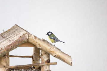 Fototapeta premium Kohlmeise auf Vogelhaus