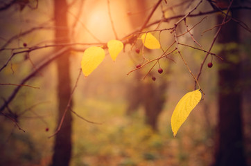 Autumn leaf on branch at sunset