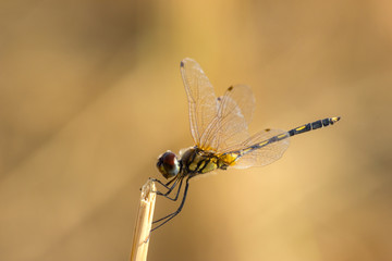 Holding of Dragonfly in natural.