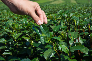 Keeps tea leaves in the hand