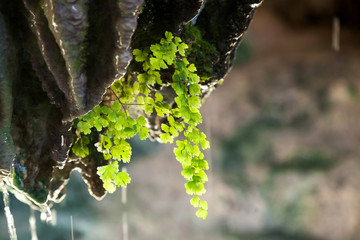 Plant on a cave