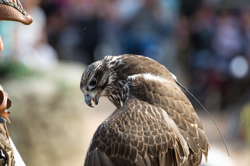 Rapace