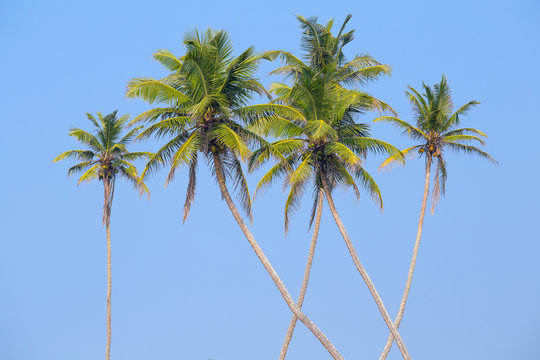 Coconuts palm tree in Sri Lanka.