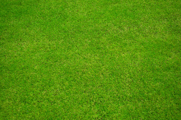 Green grass background and texture