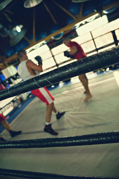 Two Boxers At Training