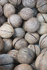 Suicide tree, Pong pong seed