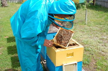 apiary hive honey
